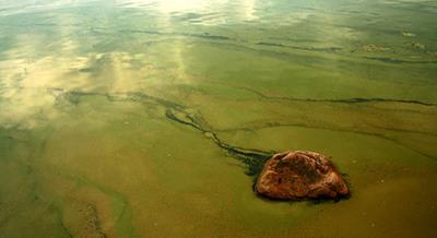 Blue-green algae